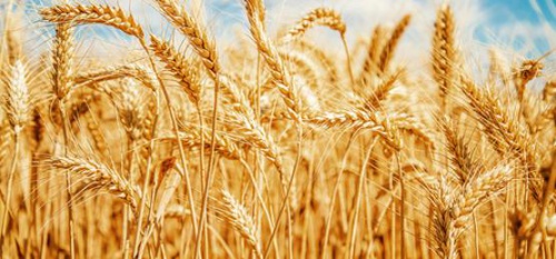 Объявлен конкурс на создание нового сорта яровой пшеницы в интересах Минсельхоза Республики Бурятия 
