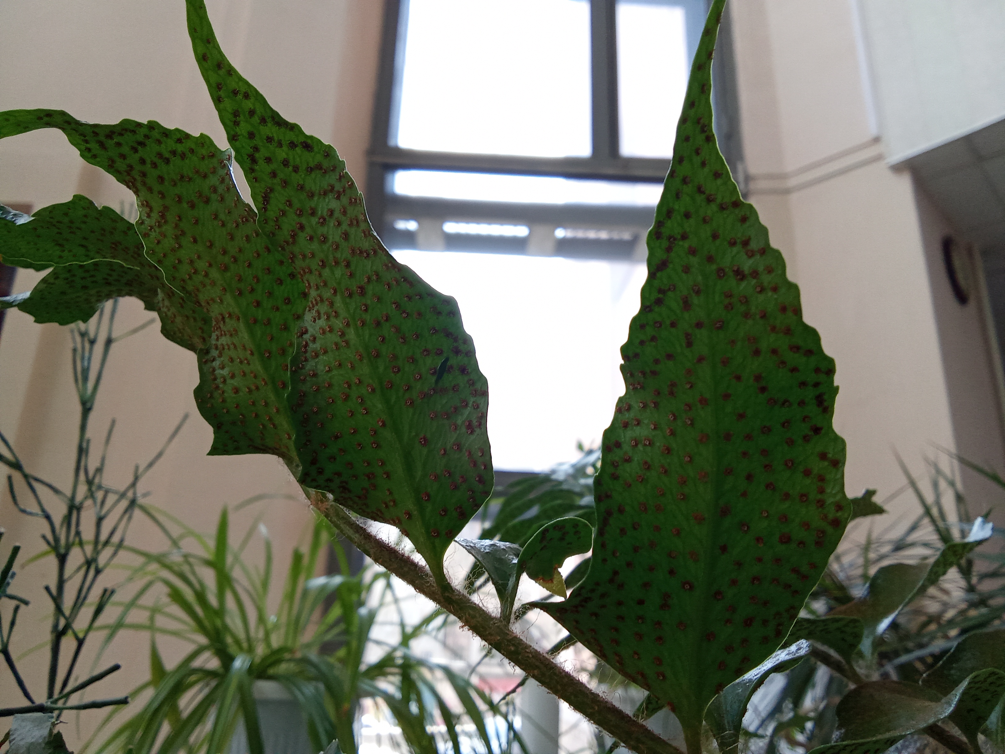 IMG_20250409_114010.jpg