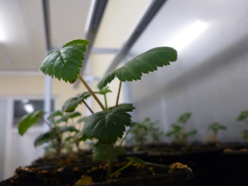 Эксперимент по разведению ягодных культур в ЮУрГАУ продолжается 